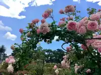 【奧克蘭，美國的奇妙之地】。