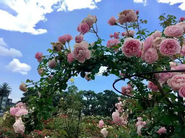 【奧克蘭，美國的奇妙之地】。