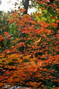 南京棲霞山紅楓觀賞攻略。