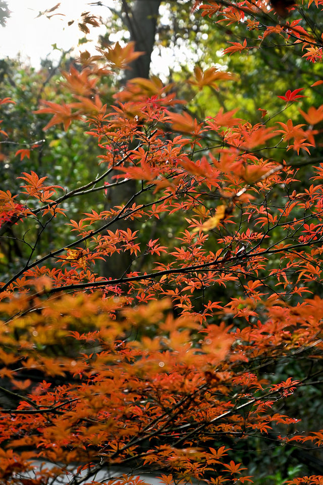 南京棲霞山紅楓觀賞攻略。