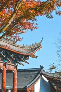 杭州周邊小眾梅花洲銀杏黃了