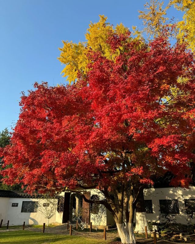 美得令人驚嘆，莫愁湖公園——秋天的調色盤