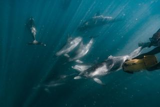 Who can understand the joy of chasing dolphins in Western Australia!