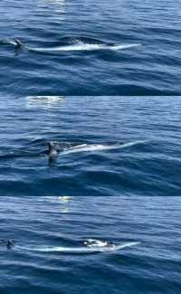 Magical Experience of Whale Watching in Mirissa