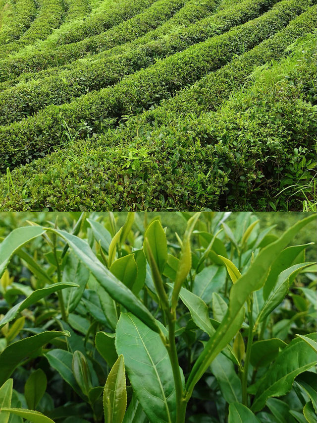 長沙周邊遊｜金井鎮｜拜佛喝茶看老虎