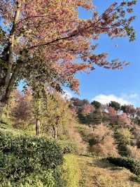 大理無量山·櫻花谷