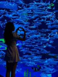 Hong Kong Ocean Park is Perfect for Cloudy Days!