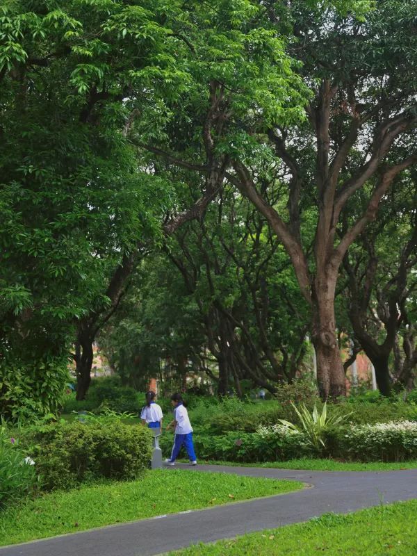 深圳四海公園賞花啦～泰國櫻花 絨果決明