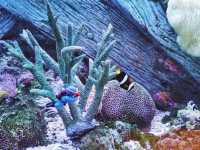 長風公園海洋世界超詳細攻略丨魔都遛娃好去處