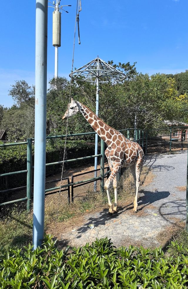 無錫動物園春節期間遛娃好去處