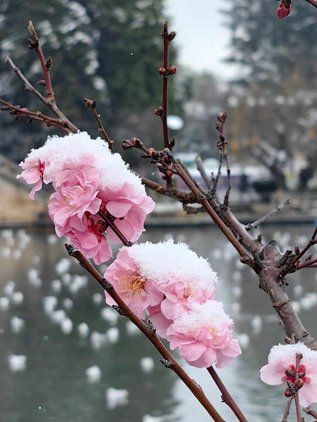 昆明大觀公園雪景如畫