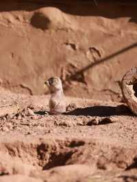 Exploring Phoenix Zoo in Arizona
