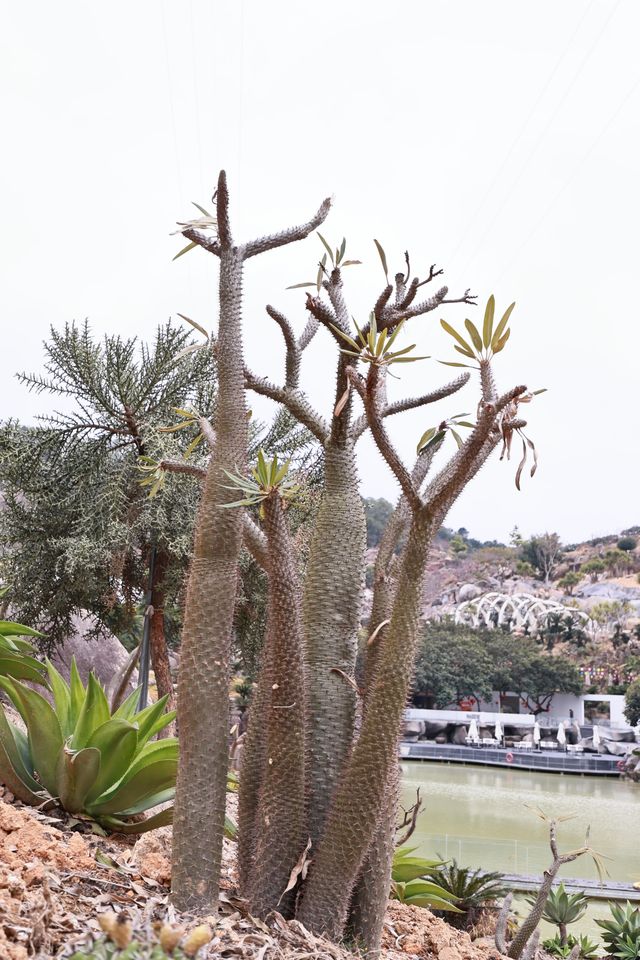 石岩植物園真的值得逛一逛