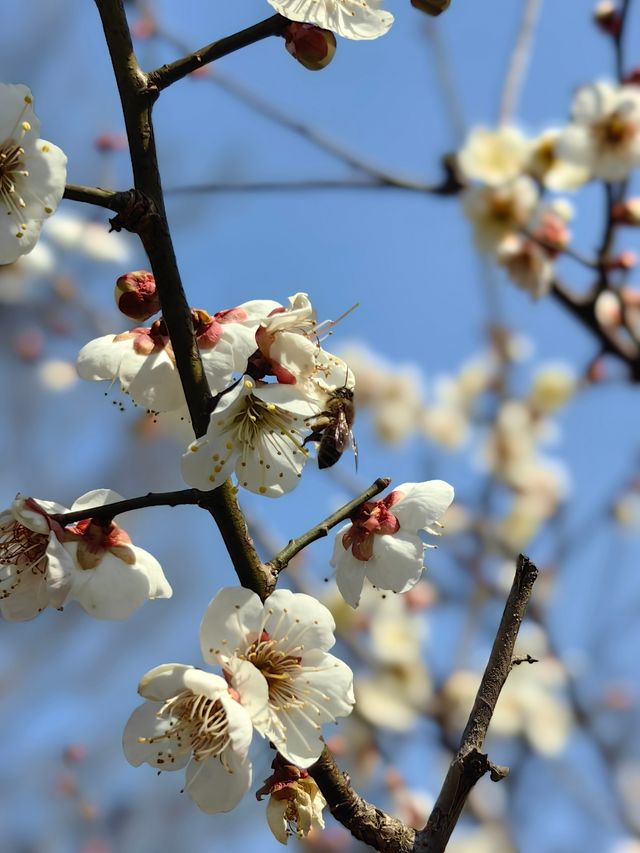 賞梅丨世紀公園