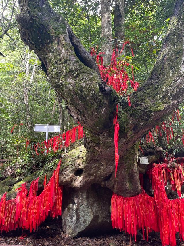 湖南株洲神農谷|避暑勝地 湖南株洲神農谷|避暑勝地