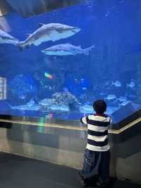 廣州海洋館親子遊全攻略