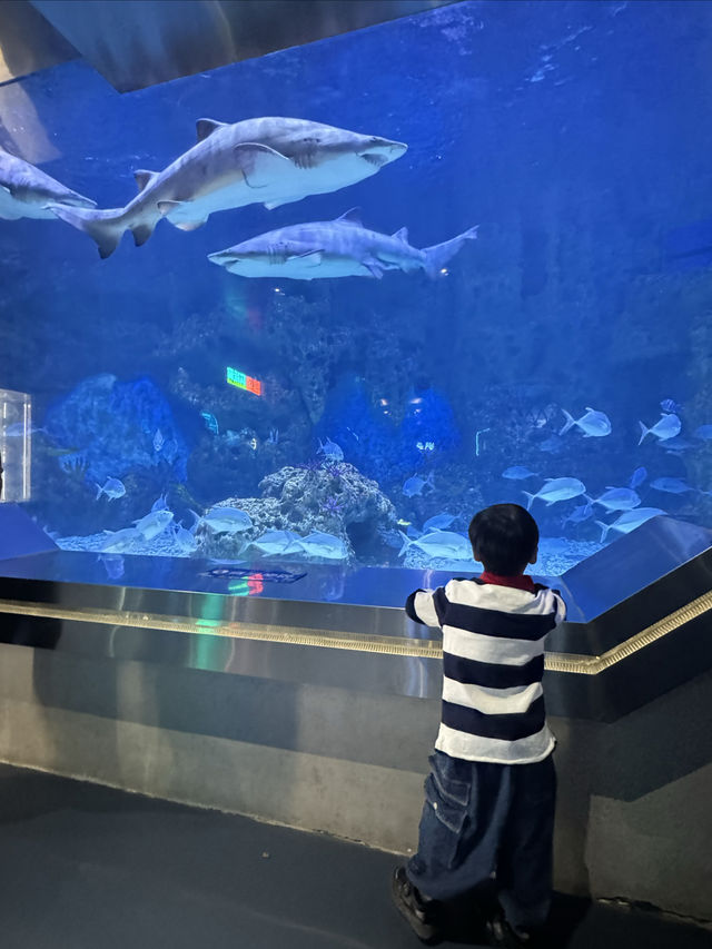 廣州海洋館親子遊全攻略