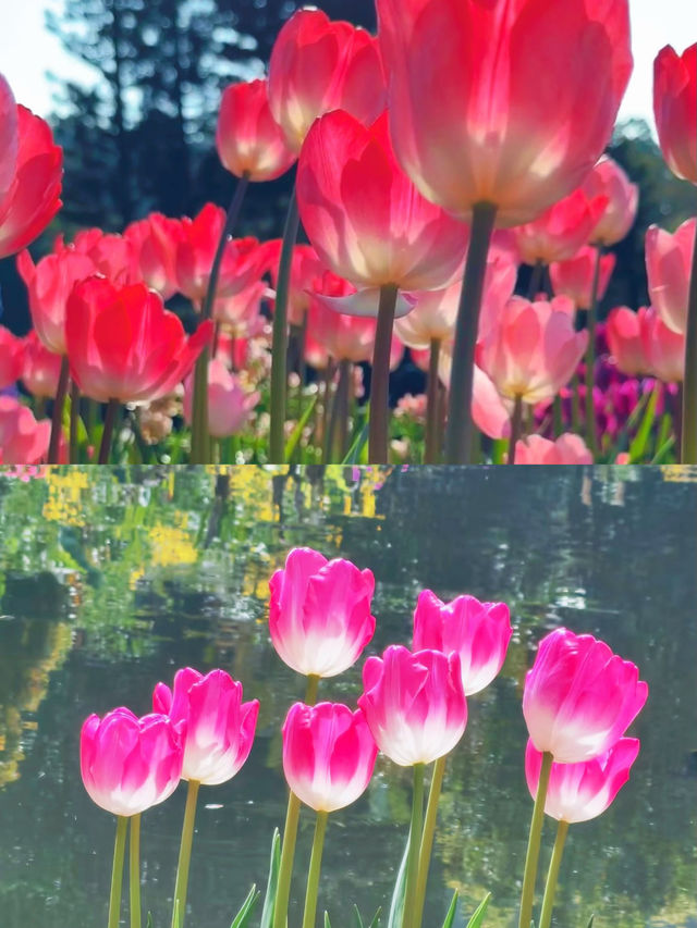不是荷蘭是深圳仙湖植物園鬱金香花展