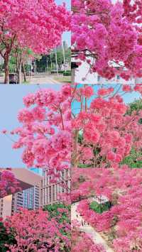 賞花聖地