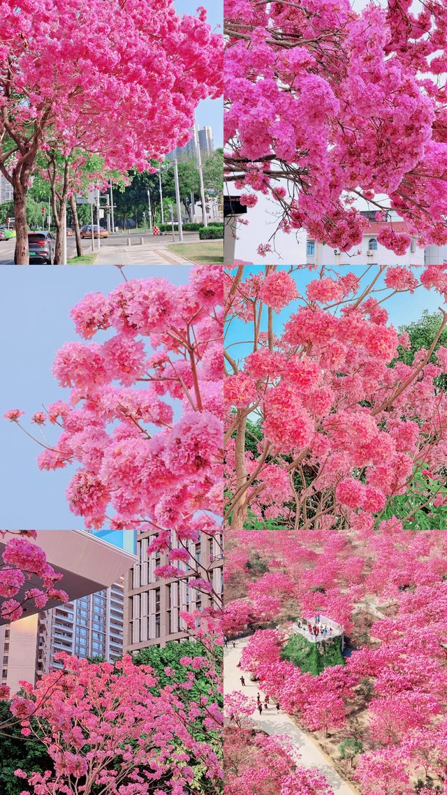 賞花聖地