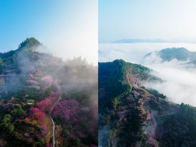 接下來的十天，將是這個村子一年中最美的時間