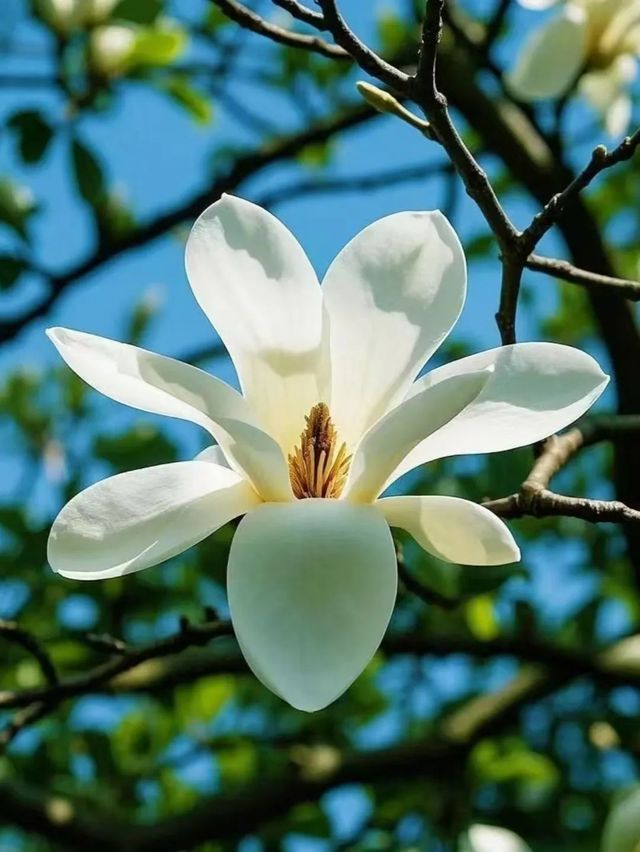 申城玉蘭花開啦！附觀賞地圖→。