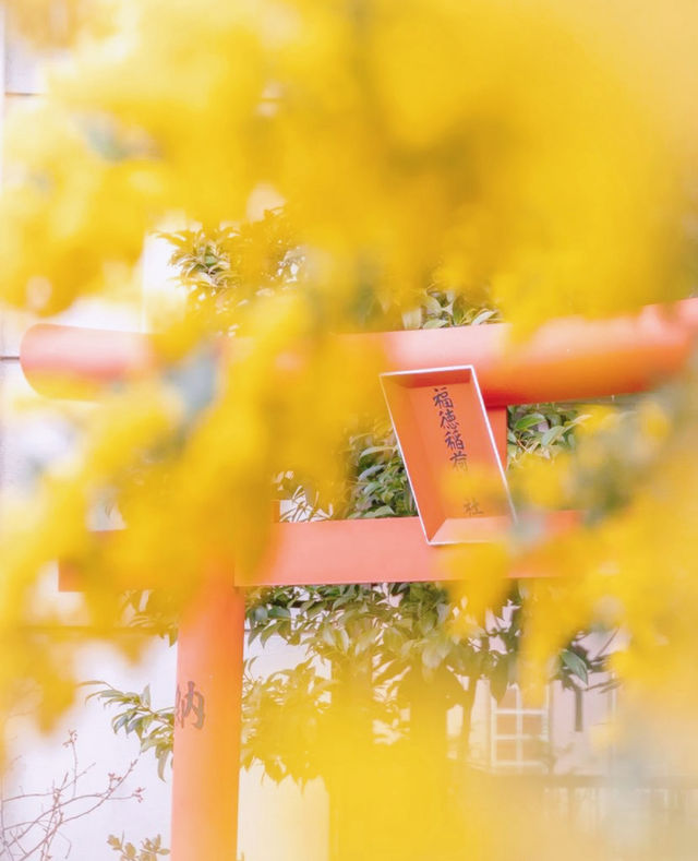 蔵前神社⛩️：春のミモザと桜の共演！