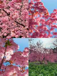 3月份櫻花季一定要去武漢看