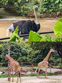 【深圳野生動物園超全攻略｜emoji預警｜必收藏】