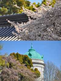 東京賞櫻｜懶人寶典 東京三條精華賞櫻路線
