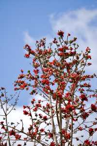 木棉染紅雨林季，王下鄉筆下的「桃花源記」