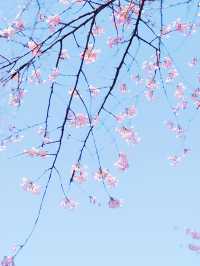櫻之通信！靜安賞花正當時