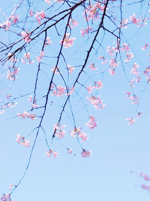 櫻之通信！靜安賞花正當時