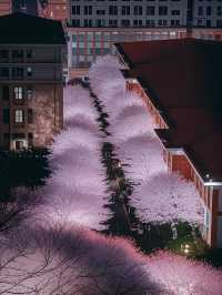 長沙櫻花の戀愛暴擊地圖(2025私藏版)