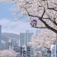 赴韓追櫻🌸 誤入漫畫般的花花世界🌸花期與路線