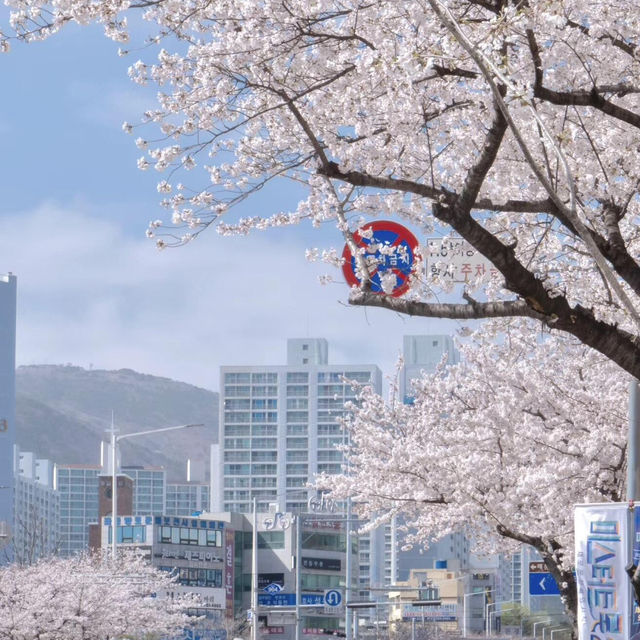 赴韓追櫻🌸 誤入漫畫般的花花世界🌸花期與路線