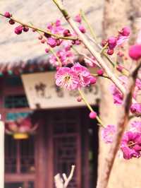 濟南趵突泉 超詳細地址旅遊攻略說明書