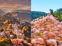 闖入日本賞櫻天花板，邂逅 3 萬株千本櫻