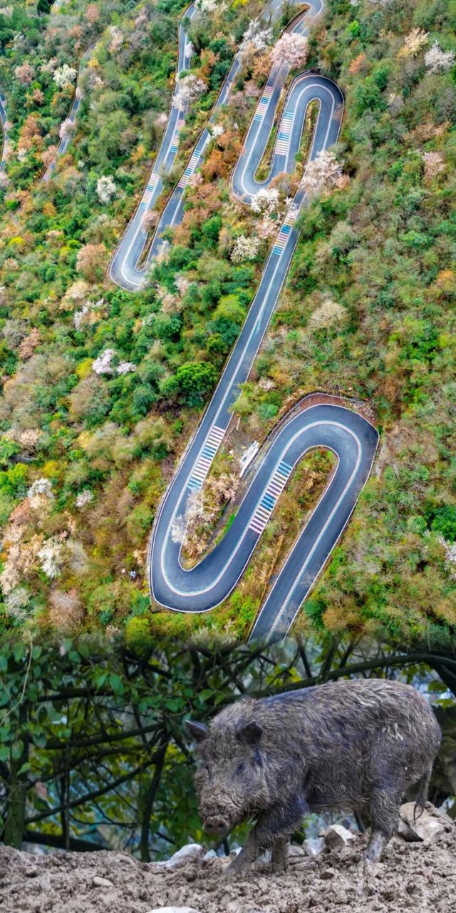 四川九皇山：徒步愛好者的懸崖棧道挑戰聖地！