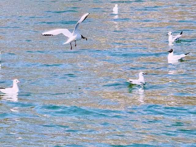春日奇遇記 | 太原汾河公園的海鷗盛宴