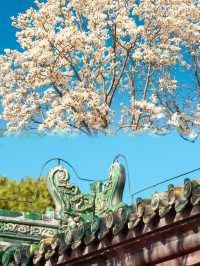 2025北京天壇公園最新保姆級攻略，拒絕踩坑