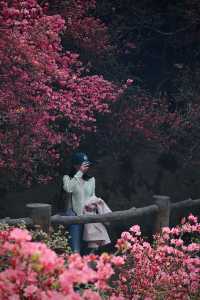 木蘭雲霧山紅喇！4月2日實拍！