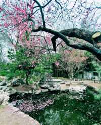鄭州｜紫金山公園｜春日限定｜梅櫻共舞嘅浪漫奇遇