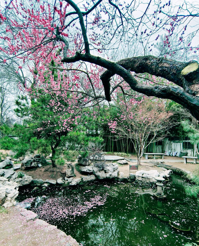 鄭州｜紫金山公園｜春日限定｜梅櫻共舞嘅浪漫奇遇