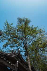 【跟著樂里去探秘】龍塘苗寨春日打卡全攻略