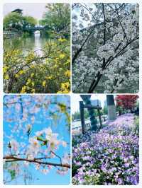 南京玄武湖賞花全攻略｜承包整個春天的浪漫，避開人潮這樣拍