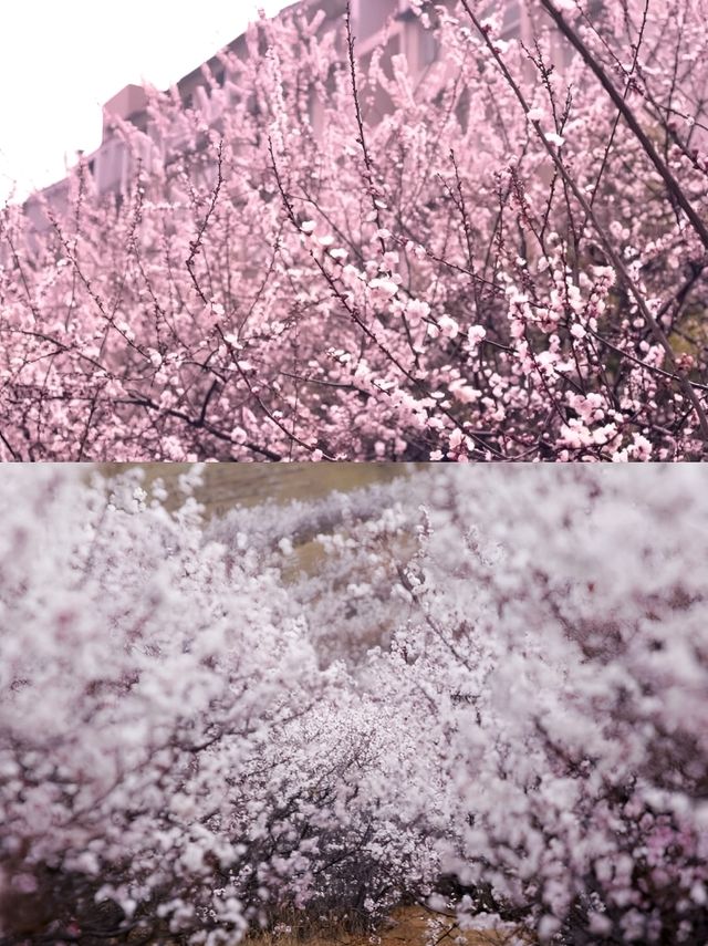 太僕寺旗杏花開！這波踏春玩法多！