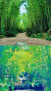 《十里埋伏》蜀南竹海