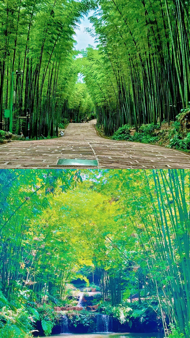 《十里埋伏》蜀南竹海