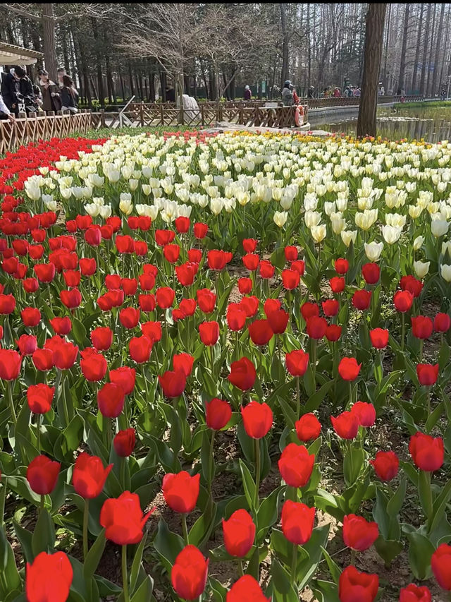 中山公園青島鬱金香美暈了